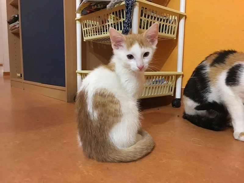 Kocourek 10 týdnů, mazlivý, zdarma