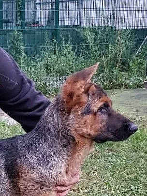 Štěňátko  německého ovčáka bez PP