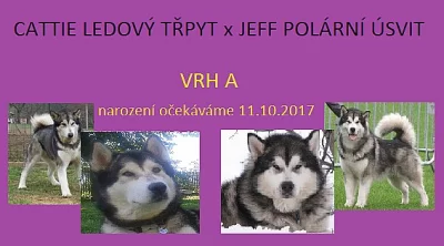 aljašský malamut s PP