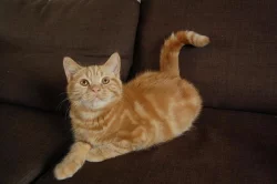 Britská koťátka s PP