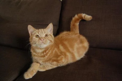 Britská koťátka s PP