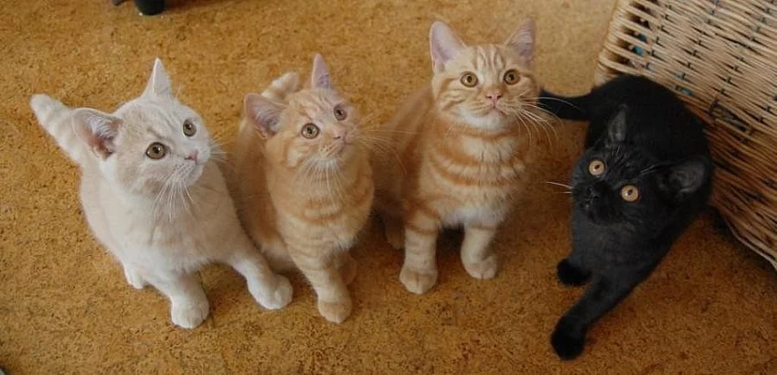 Britská koťátka s PP