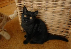 Britská koťátka s PP