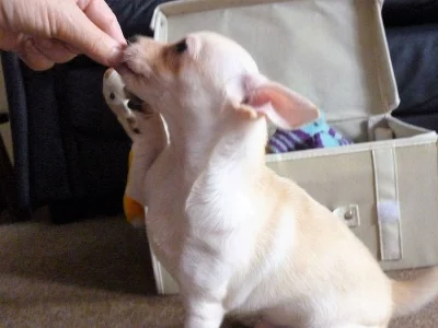 Úžasný drobný Chihuahua chlapec