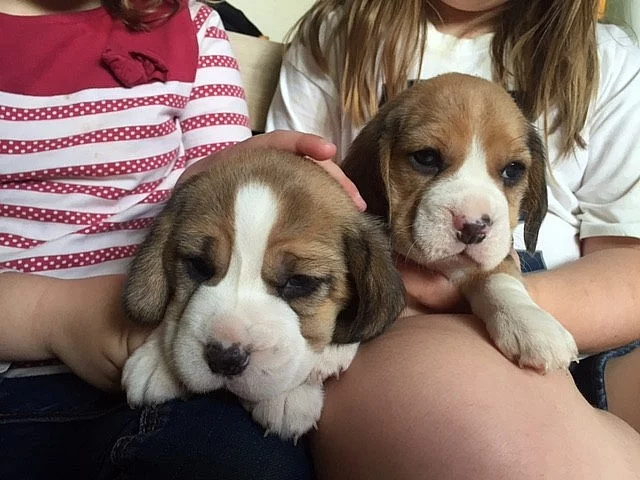 Krásné beagle puppy na prodej.