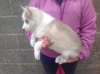 Siberian Husky na prodej