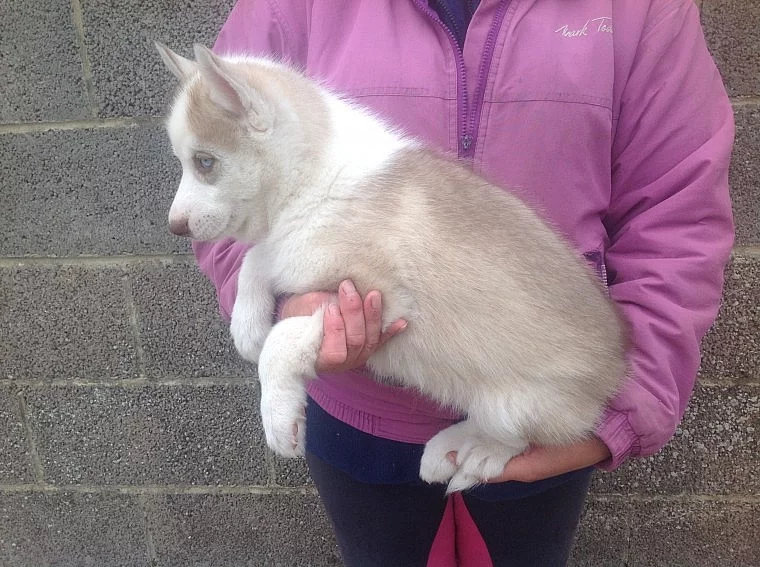 Siberian Husky na prodej