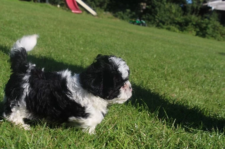 Shihpoo štěňata