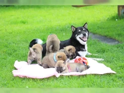 Štěňata Shiba Inu.