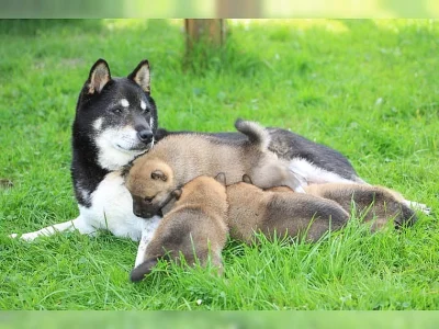 Štěňata Shiba Inu.