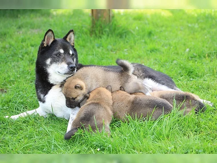 Štěňata Shiba Inu.