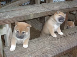 Štěňata Shiba-inu