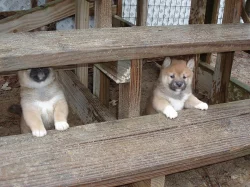 Štěňata Shiba-inu