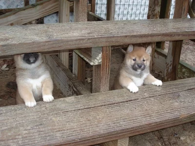 Štěňata Shiba-inu
