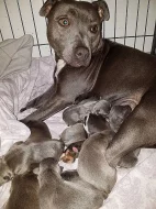 Amštaf šteniatka s pp