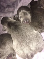 Amštaf šteniatka s pp