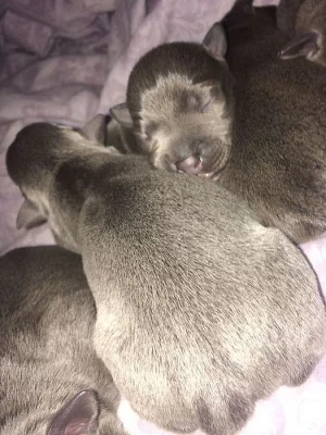 Amštaf šteniatka s pp