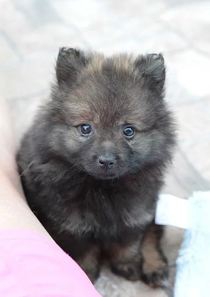 Německý špic s PP