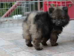 Německý špic s PP