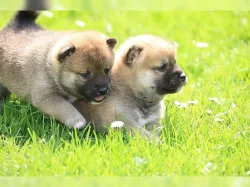 Shiba Inu štěňata s doklady