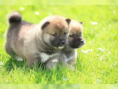 Shiba Inu štěňata s doklady