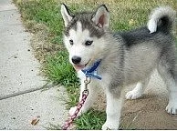 Sibiřský husky na prodej bez PP