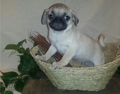Mops na prodej s PP