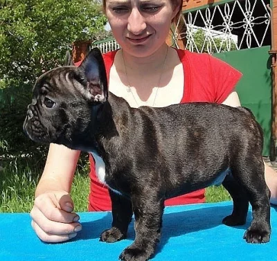 Francouzský buldoček