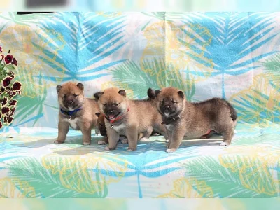 Shiba-inu na prodej~5.500 Kč