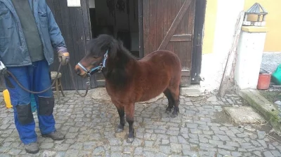 Kobylky MINIHORSE