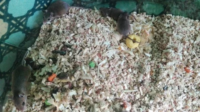Mláďata myši africké