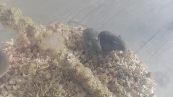 Mláďata myši africké