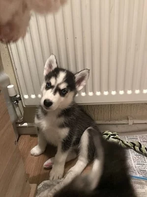 Akci registrovali sibiřské husky štěňata