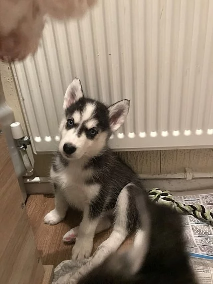 Akci registrovali sibiřské husky štěňata