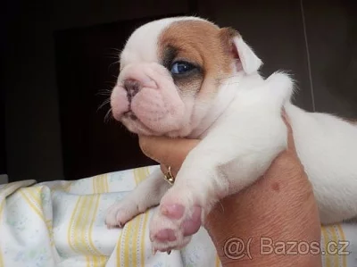 francouzský buldoček
