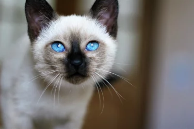 Thajská koťátka s PP ( Siamská )