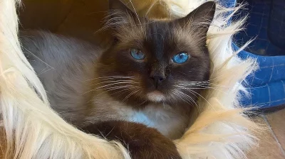 Koťátka Ragdoll bez PP