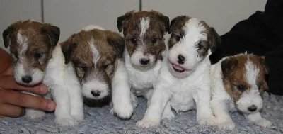 foxteriér drsnosrstý - bicolorní štěňátka