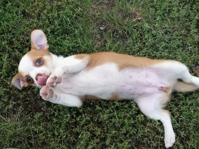 Krátkosrstá fenka čivavy s PP