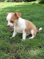 Krátkosrstá fenka čivavy s PP