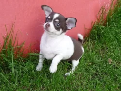 Krátkosrstá fenka čivavy s PP