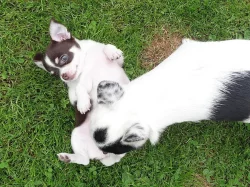 Krátkosrstá fenka čivavy s PP