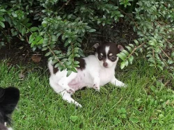 Krátkosrstá fenka čivavy s PP