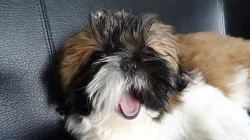 Shih-tzu s PP