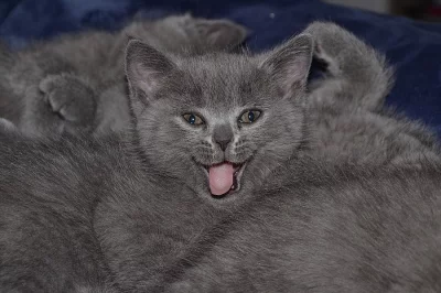 Prodám dva britské kocourky