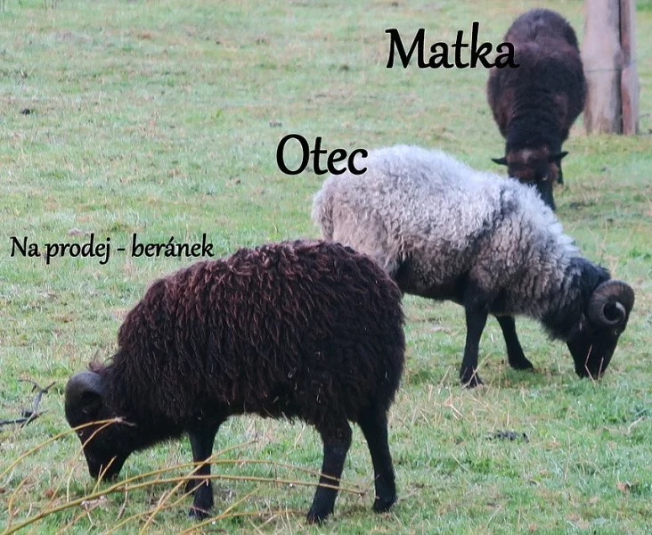 Ovce ouessantská (quessantská) - beránek