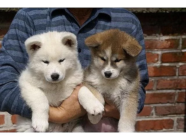 Choc Merle F bambam Akita štěňata