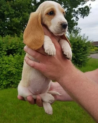 Brzy! potvrzený regimentovaný Basset Hound