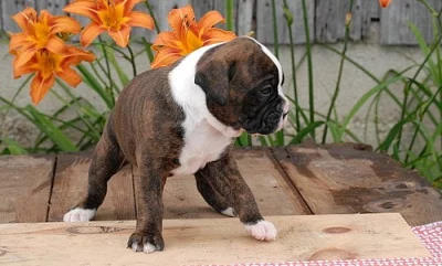 Sasha Pet boxer štěňata