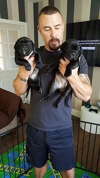 Ckc Snowball Cane Corso štěňata připraveni